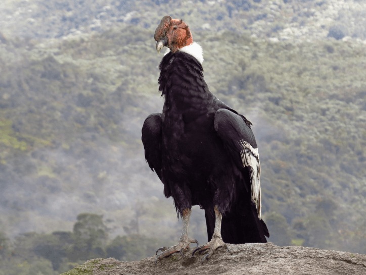 Andean Condor scavenger bird soaring over the Andes