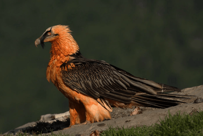 Bearded Vulture