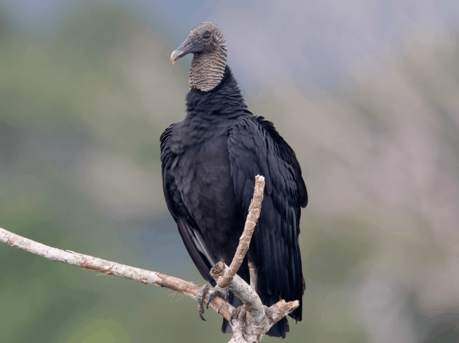 Black Vulture