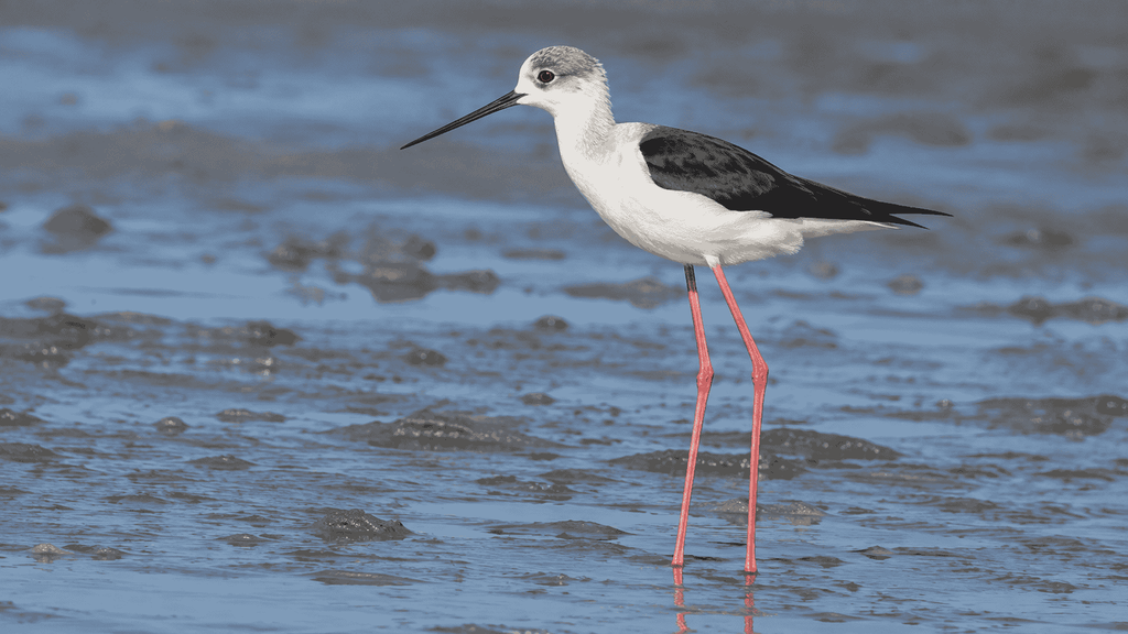 Black-winged Stilt with extremely long thin legs