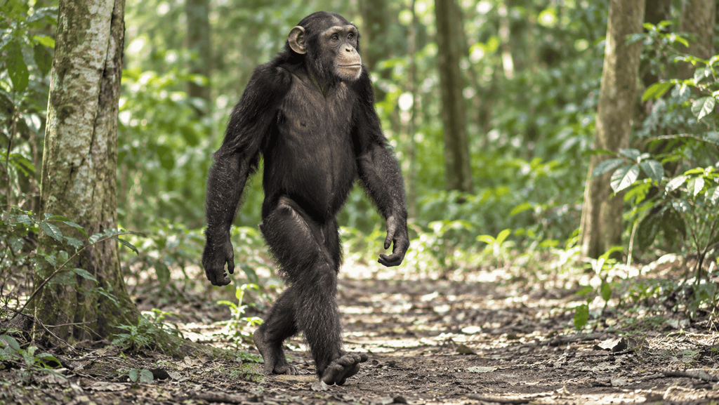Chimpanzee walking on two legs