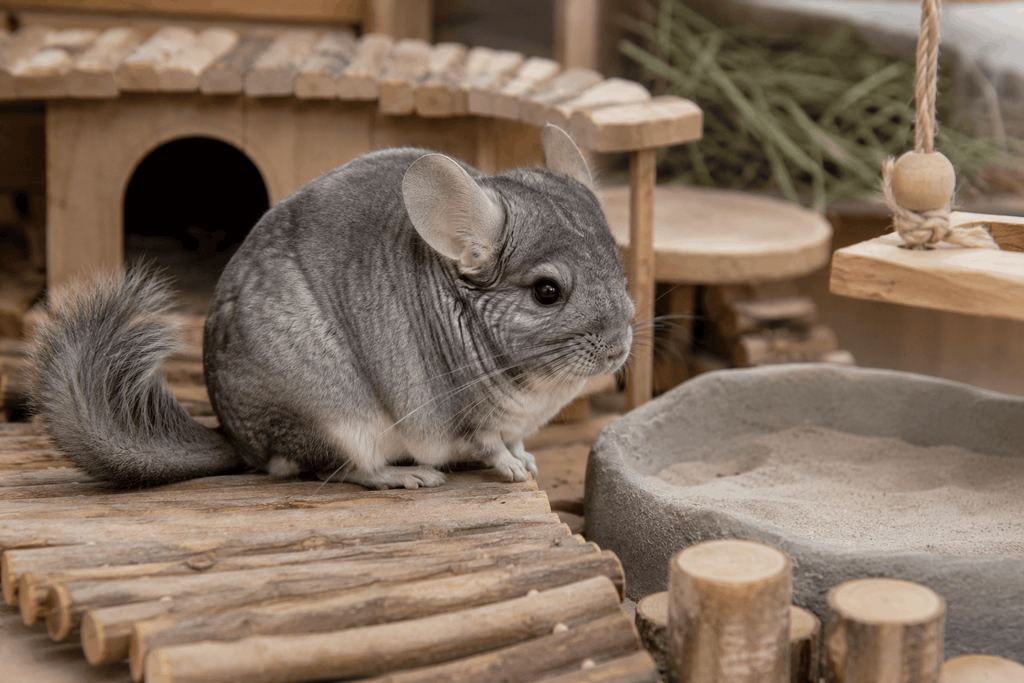 Chinchilla with dense gray fur in an enclosure