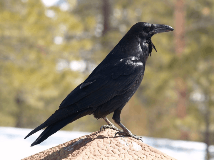 Common Raven
