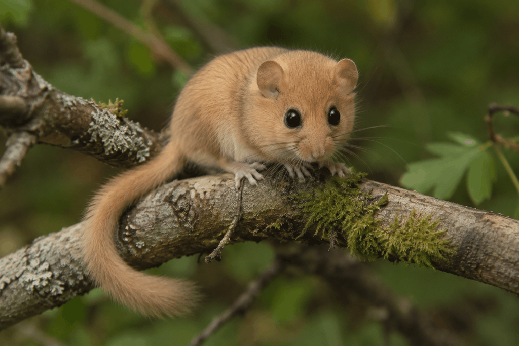 Dormouse