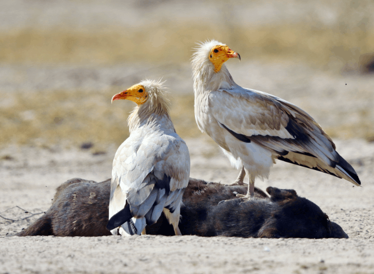 Egyptian Vulture in its natural habitat