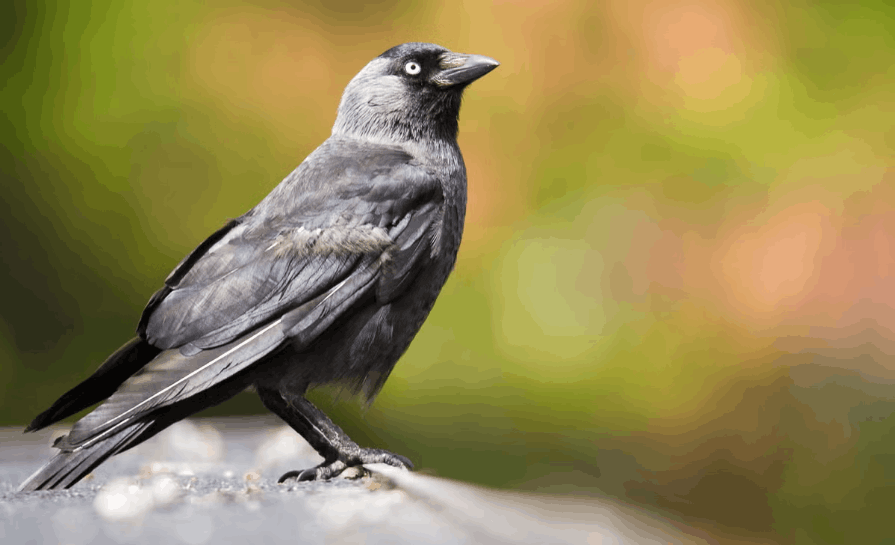 Eurasian Jackdaw