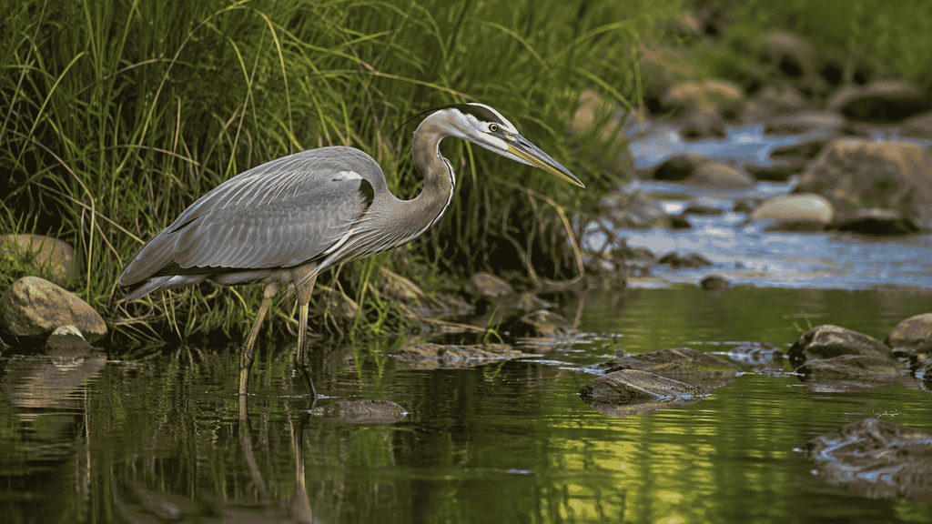 Great Blue Heron with long legs and long neck near water