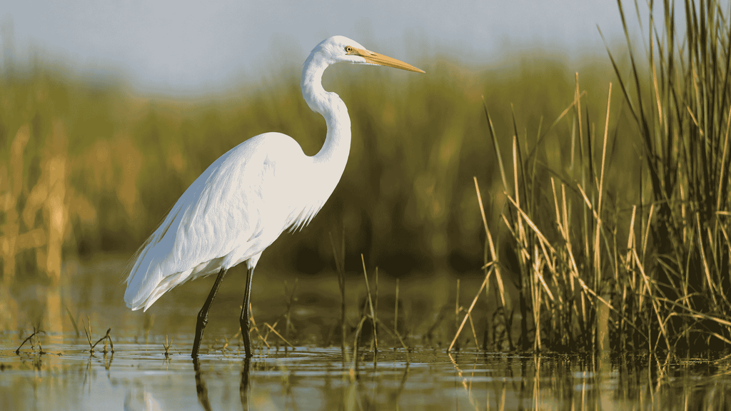Great Egret with long legs standing in shallow water