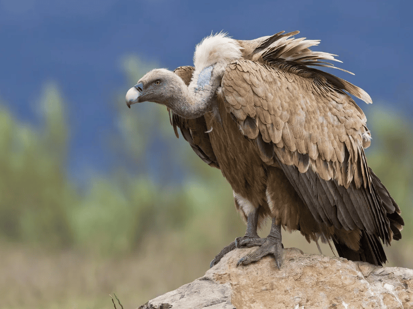 Griffon Vulture