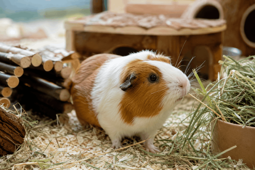 Guinea pig exploring a spacious enclosure