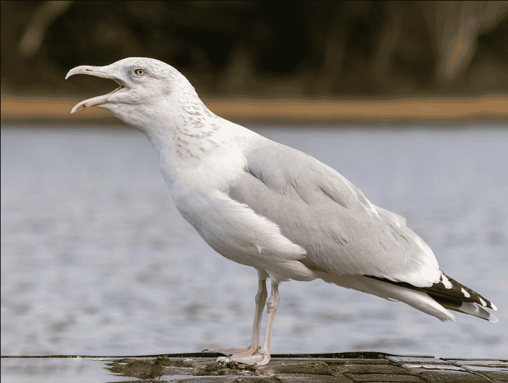 Herring Gull