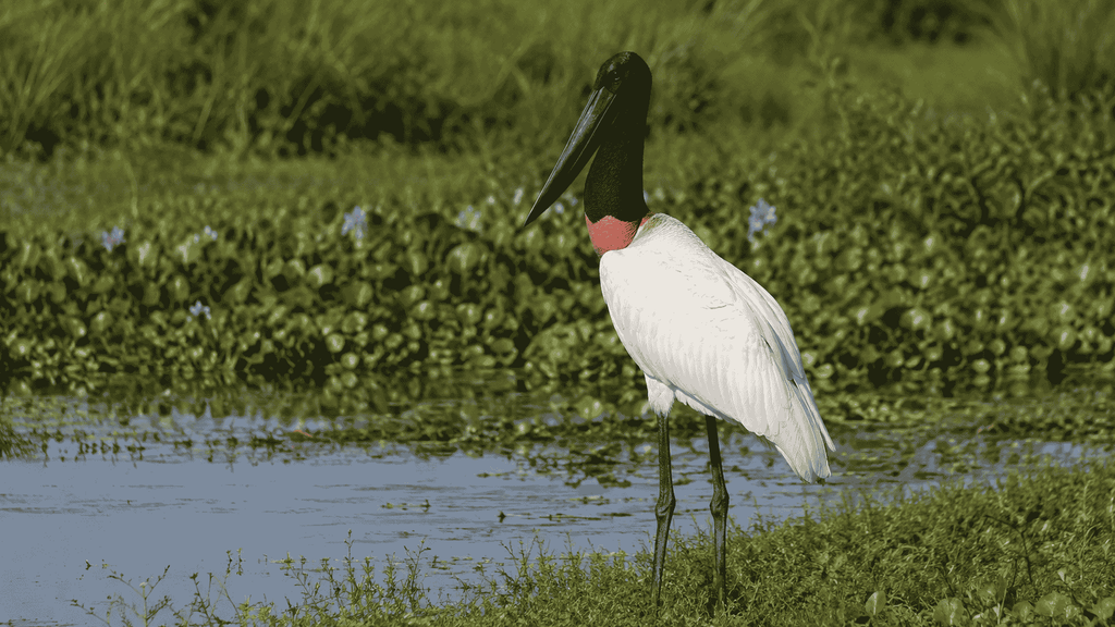 Jabiru stork with long legs in a tropical wetland