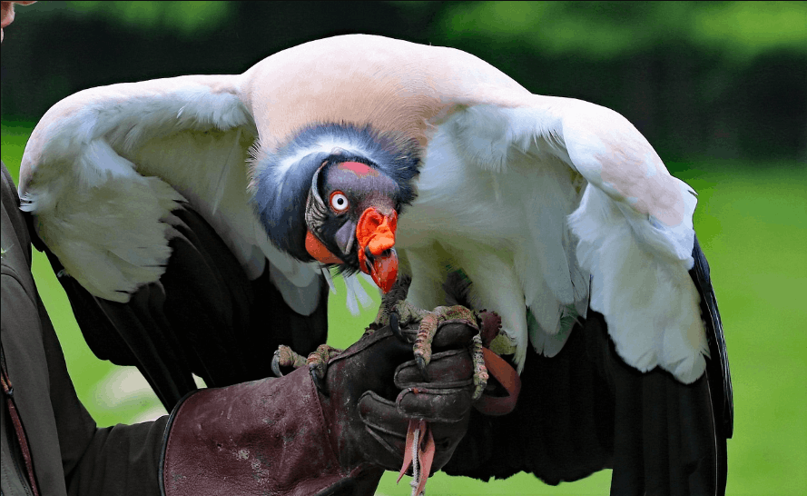King Vulture