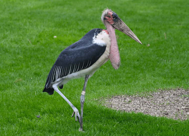 Marabou Stork scavenging in the African savanna