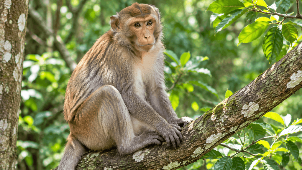 Monkey with genetic condition