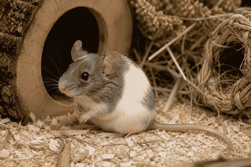 Small mouse with long tail and rounded ears