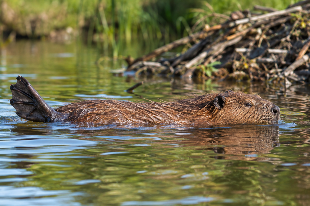 North American beaver with large webbed hind feet