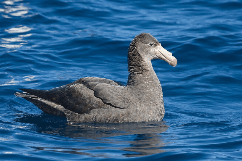 Northern Giant Petrel