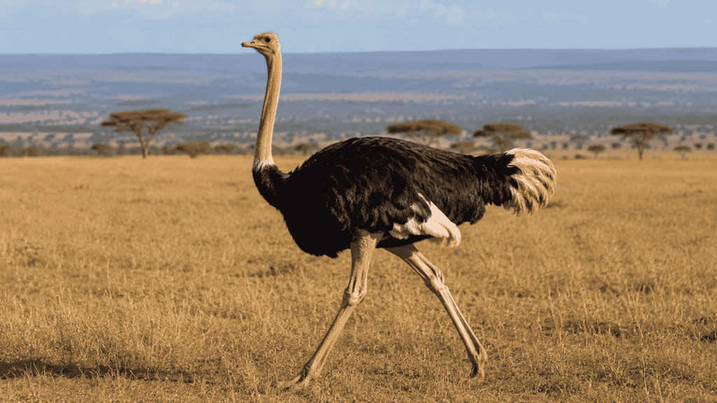 Ostrich with powerful long legs in African savanna