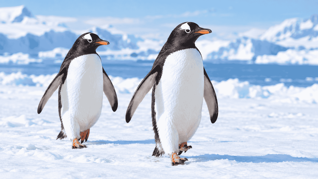 Penguin walking on two legs