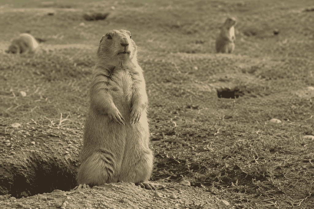 Prairie Dog