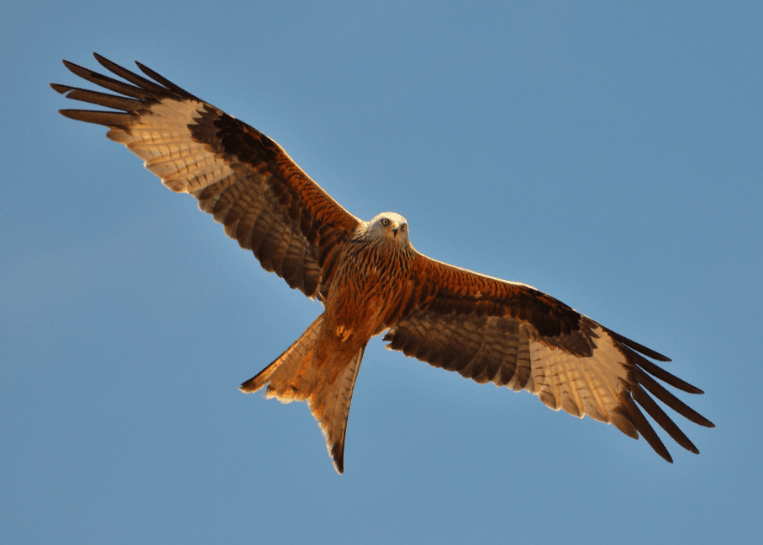 Red Kite