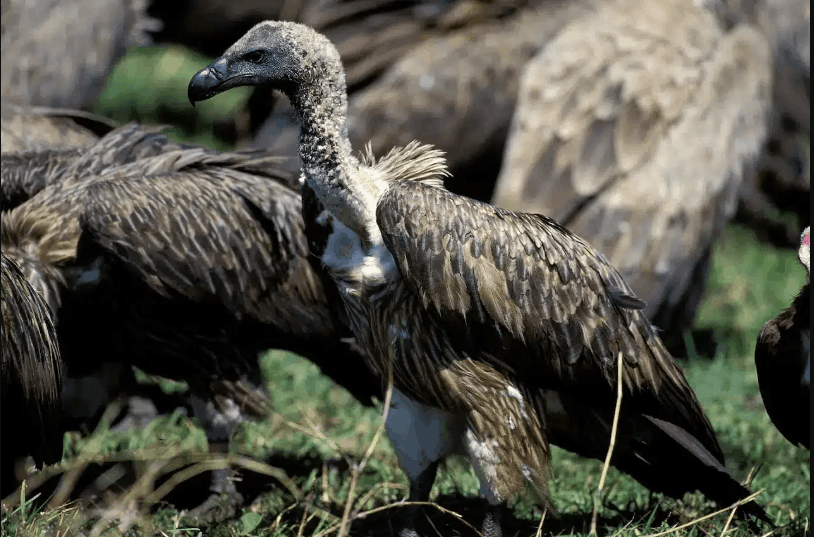 Ruppells Vulture
