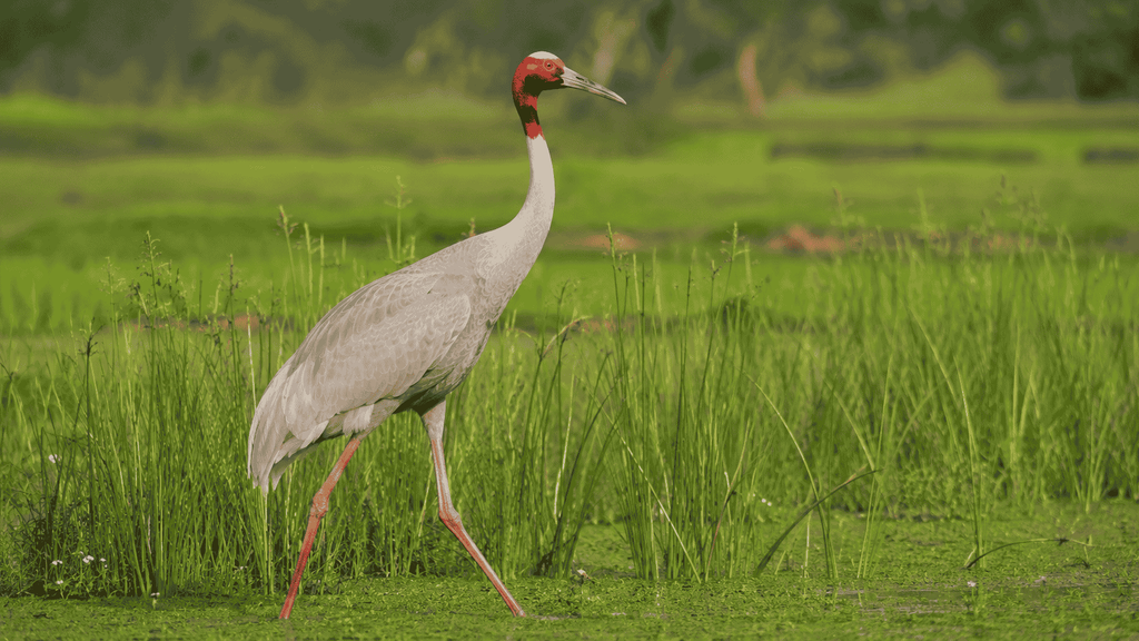 Tall Sarus Crane with long legs in a wetland