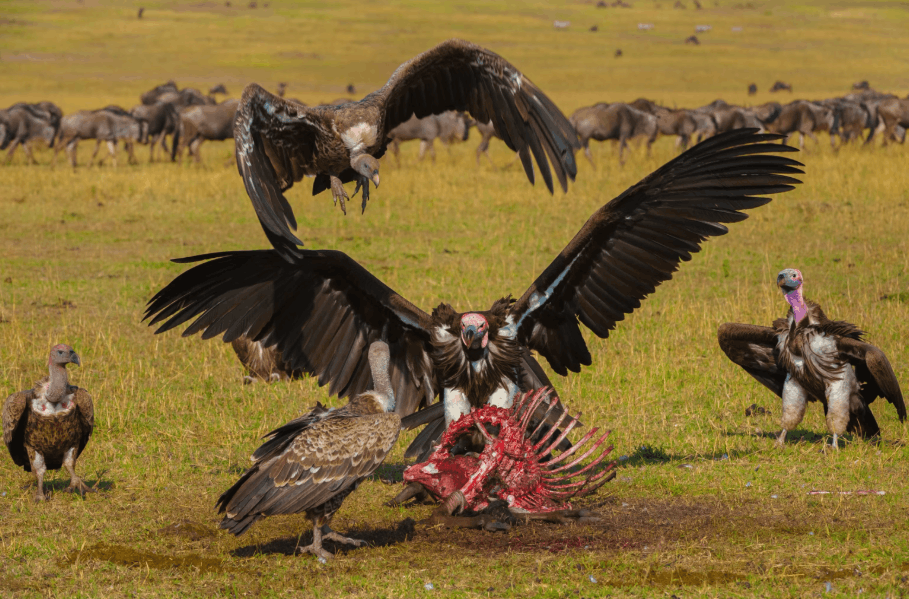 Scavenger birds feeding on carrion in the wild