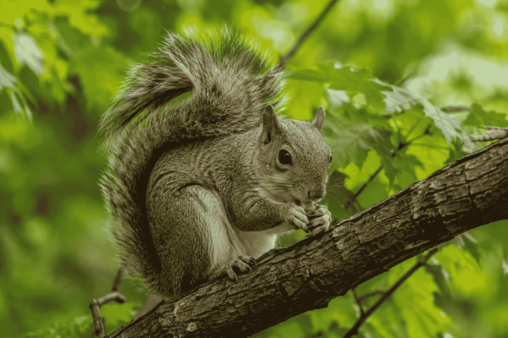 Squirrel