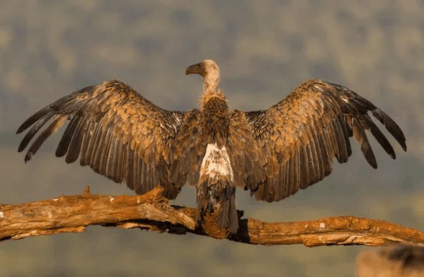 White-backed Vulture