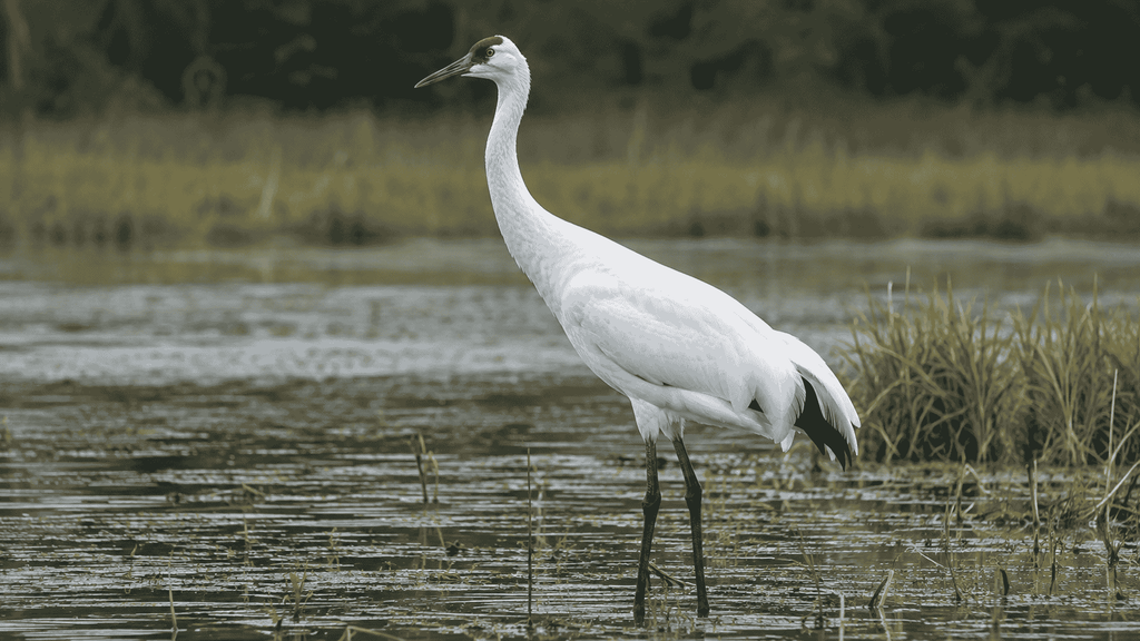 Whooping Crane with long legs and long neck