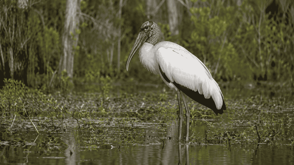 Wood Stork with long legs feeding in wetland