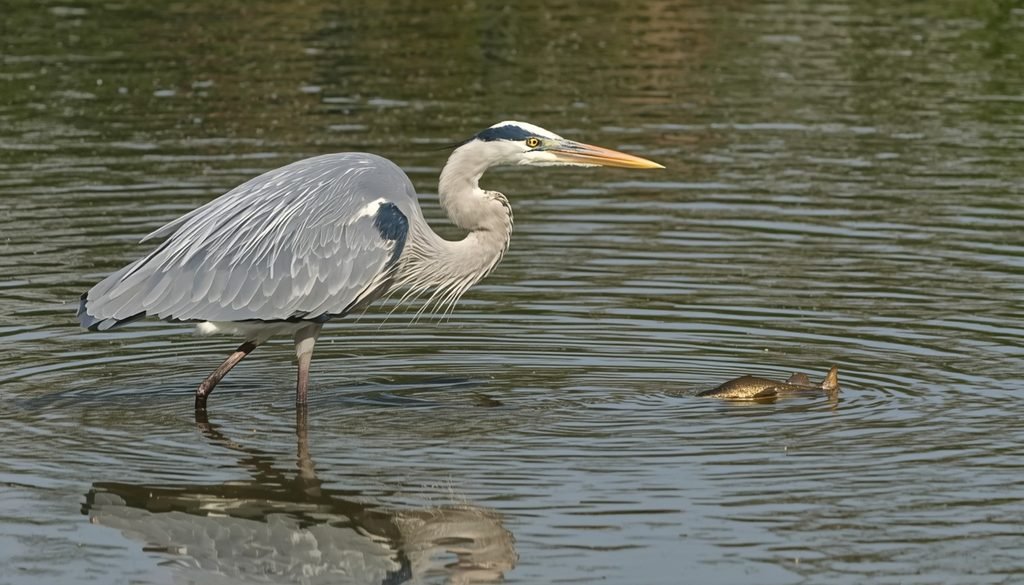 Great Blue Heron patiently waiting for fish in shallow water