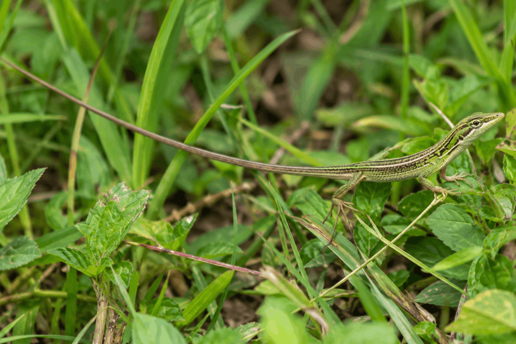 Long-tailed grass lizard moving through green vegetation