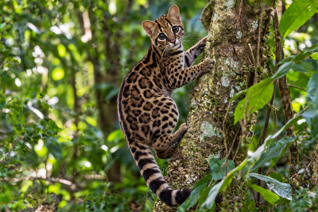 Margay wild cat in tropical forest