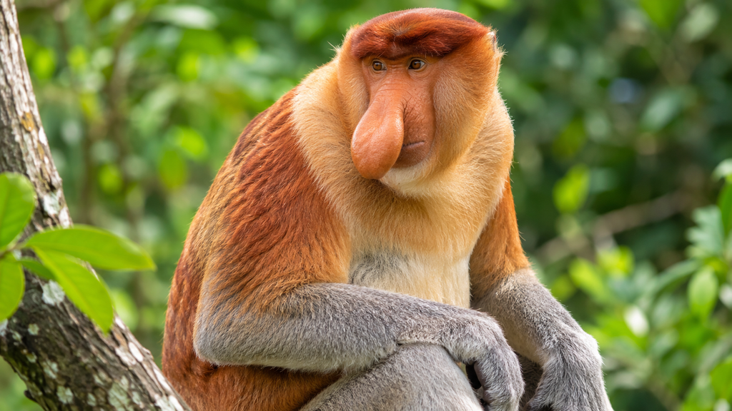 Proboscis monkey with its distinctive large nose