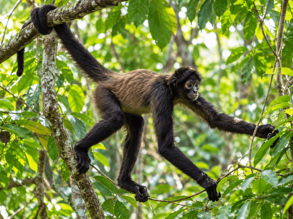 Spider monkey using its long prehensile tail in a rainforest