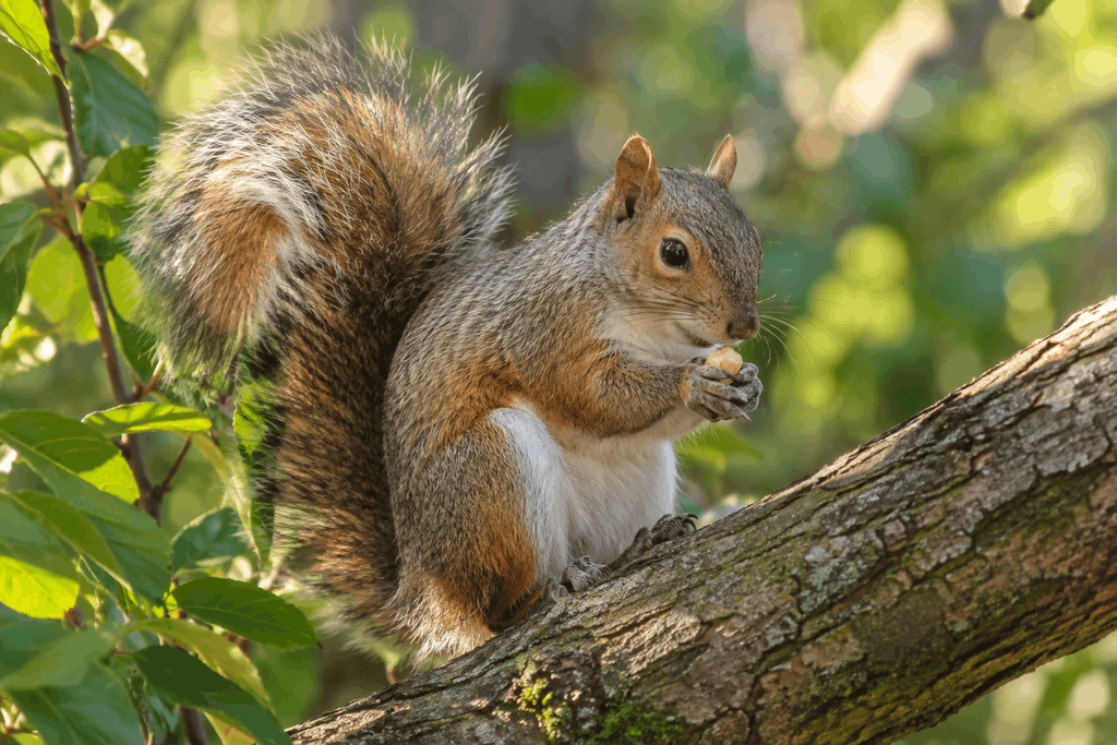 Squirrel with a large bushy tail on a tree branch
