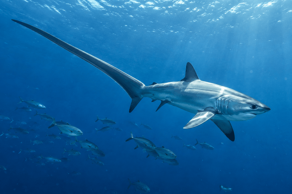 Thresher shark with an extremely long tail underwater