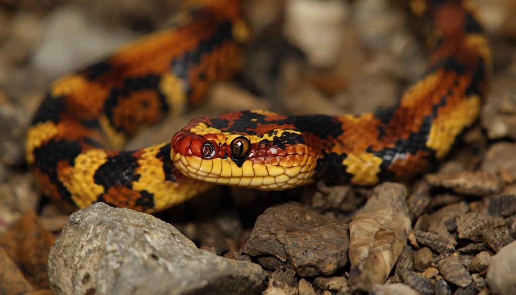 Eastern coral snake displaying red, yellow, and black bands