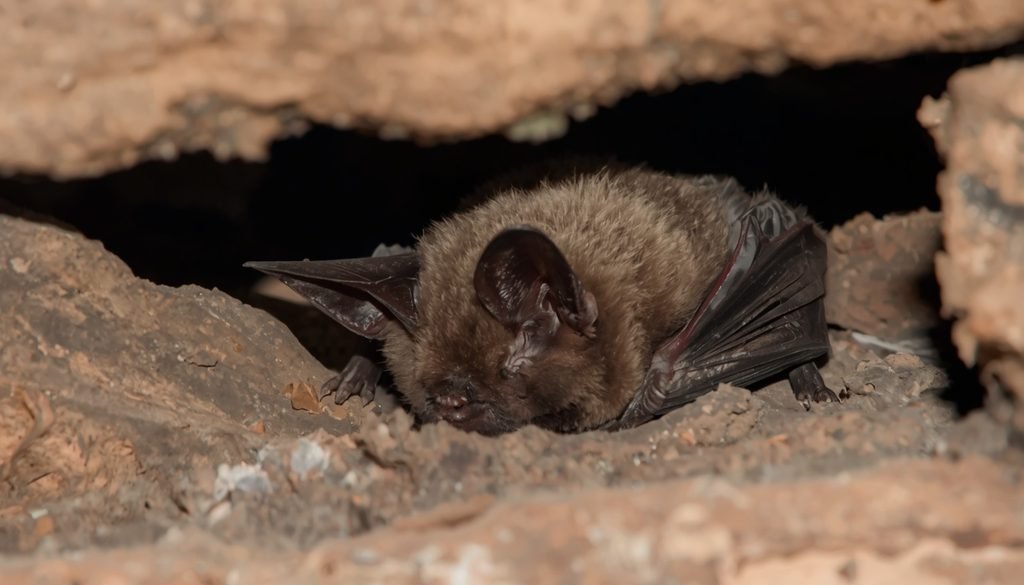 Greater horseshoe bat resting in a sheltered roost