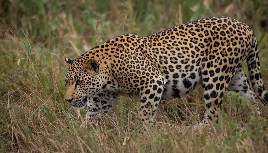 Leopard using vegetation and spotted fur for camouflage while stalking prey