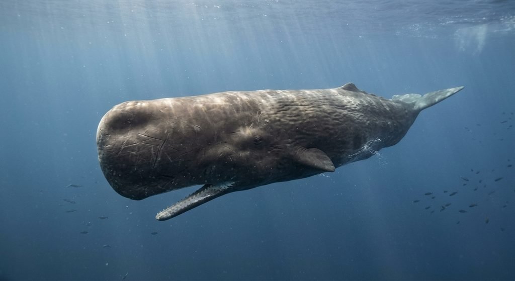 A sperm whale swimming in the ocean, the animal with the largest known brain by mass