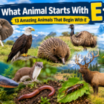 what animal starts with e